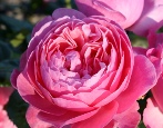 Rosa Kellner Flora