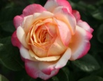 Jubilej Rose Cordes