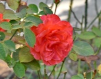 Svjetionik Rose Red