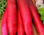 Radish Red Giant