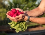 Radish Alice's Dream