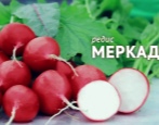 Radish Mercado