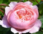 Rose The Alnwick Rose