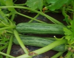 Zucchini zebra