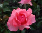 Rose Jardine de France