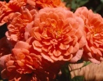 Rose Lady Penelope