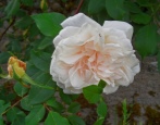 Rose Madame Alfred Karijera