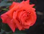 Rose Mainower