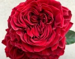 Rose Myra Crvena