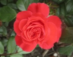 Rose Manitou