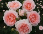 Rose Marchensauber