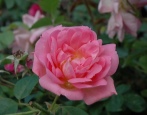 Rose Marie Victorine