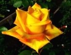 Rose Mohana