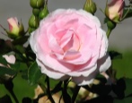 Rumenilo Rose Morden