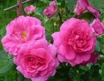 Stogodišnjica Rose Morden