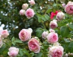 Rose Honore de Balzac