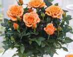 Rose Orange Baby