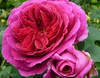 Rose Othello