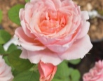 Rose Paul Bocuse