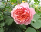 Rosa Prix P.Zh. Reduta