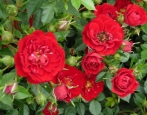 Rose Red Cascade