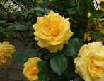 Rose Rimosa