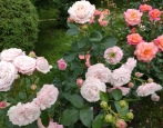 Rose Rosenfascinational