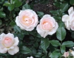 Rose Sanssouci