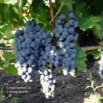 Cabernet Sauvignon grožđe