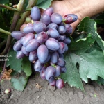 Grape Pretty