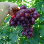 Učitelj Memorija Grape