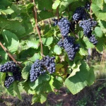 Pinot Noir grožđe