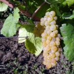 Chardonnay grožđe