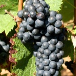 shiraz grožđe (Syrah)