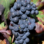 Tempranillo grožđe