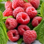 Raspberry Elegant