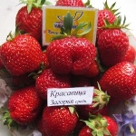 Strawberry Beauty Zagorya