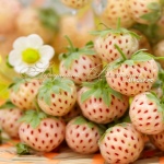 Pineberry Jagoda (ananas)