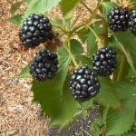 Blackberry Arapaho