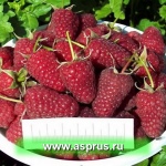 Raspberry Atlant