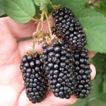 Blackberry Black Diamond