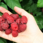 Raspberry Bogatyr