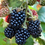 Blackberry Jumbo