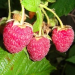 Raspberry Hercules