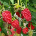 Raspberry Giant Moskva