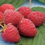 Raspberry Heritage