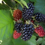 Blackberry Orcan