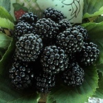 Blackberry Osage