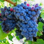 Grape Grenache Noir