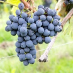 Grožđe Sangiovese